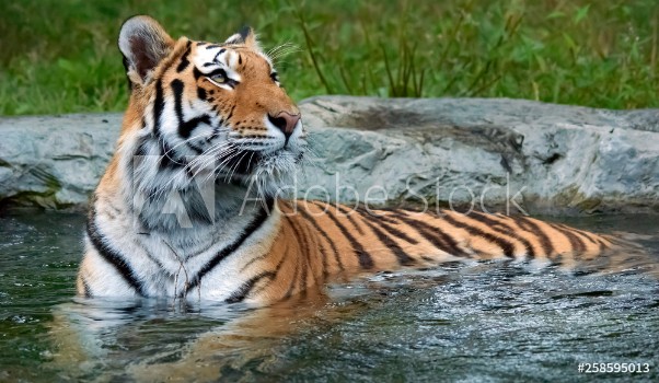 Picture of The tiger Panthera tigris is the largest cat species It is the third largest land carnivore behind only the polar bear and the brown bear
